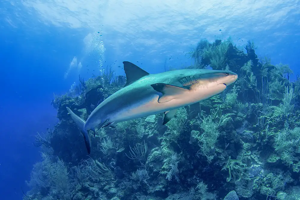 Full Day Scuba Diving